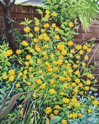 Kerria japonica